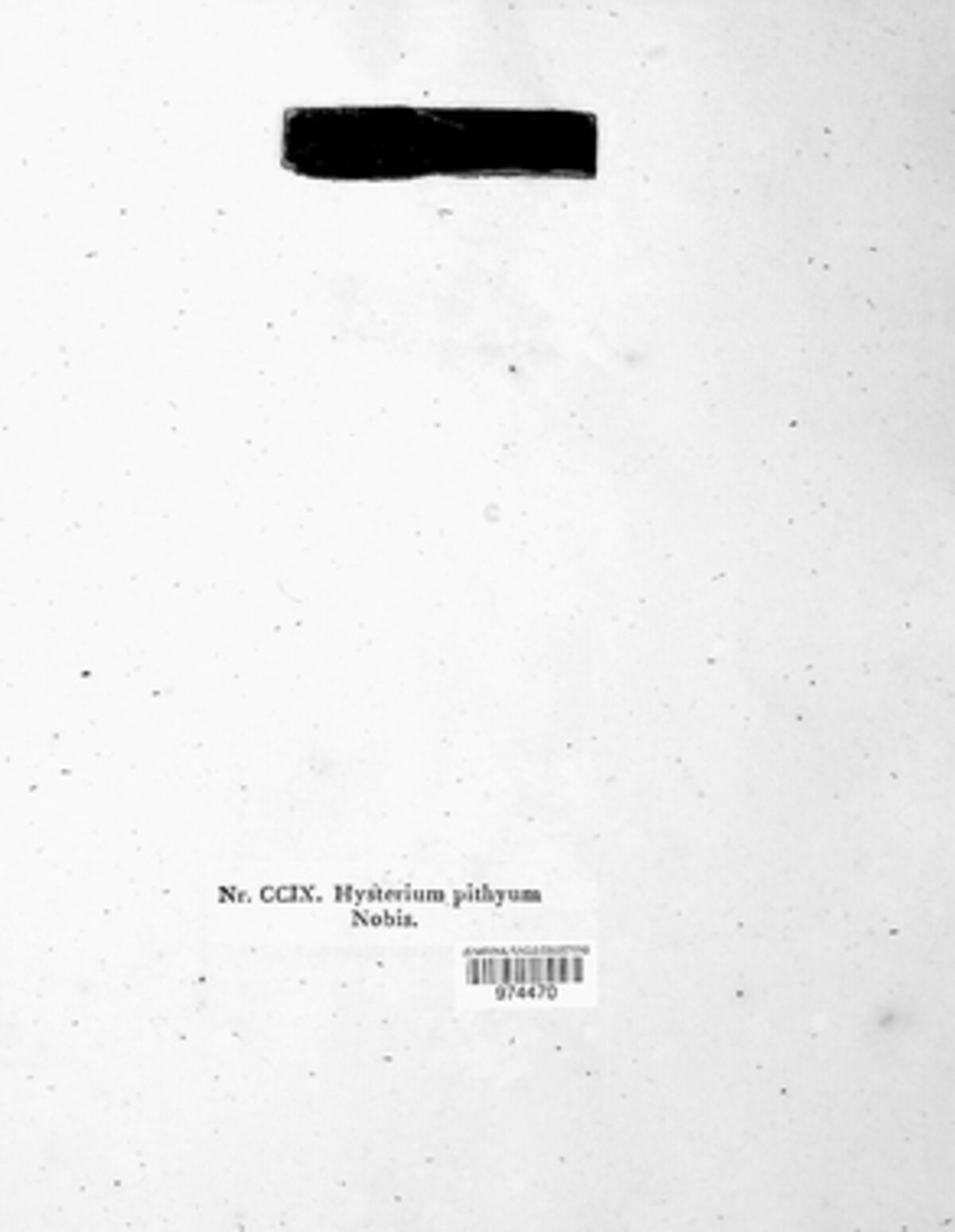 Hysterium pithyum image